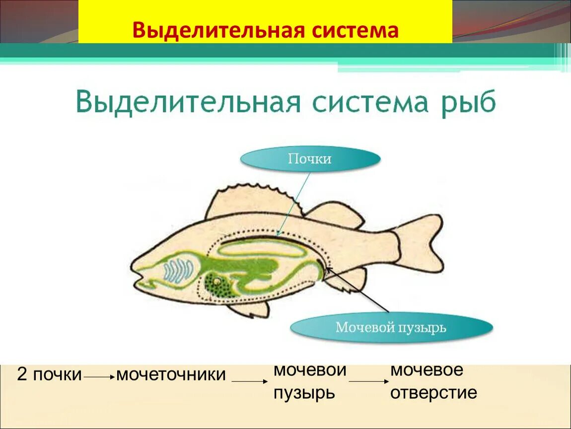 Рыба урок биология. Выделительная система рыб. Класс костные рыбы выделительная система. Выделительная система р. Выделительеаясистема рыб.