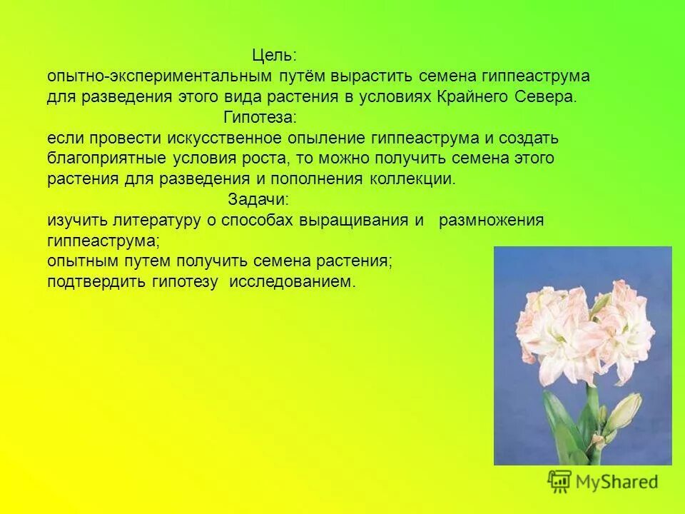 С какой целью проводят искусственное опыление. Гиппеаструм Родина. Гиппеаструм Родина растения. Гиппеаструм Родина растения 2 класс. Опыление гиппеаструма.