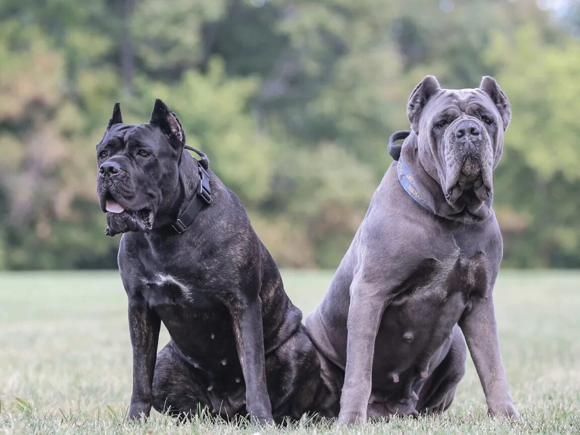 2 больших собак. Кане Корсо. Кане Корсо собака. Кане Корсо большие. Канарский дог и Кане Корсо.