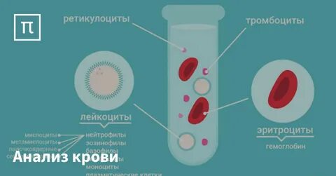 Низкие лейкоциты высокие эритроциты