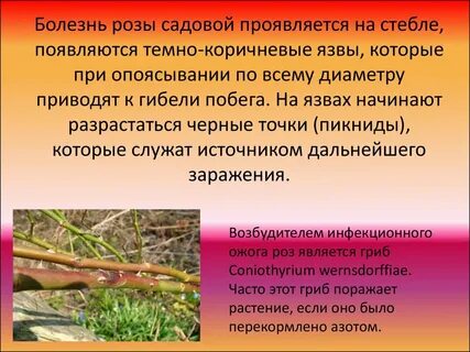 Розовый лечение