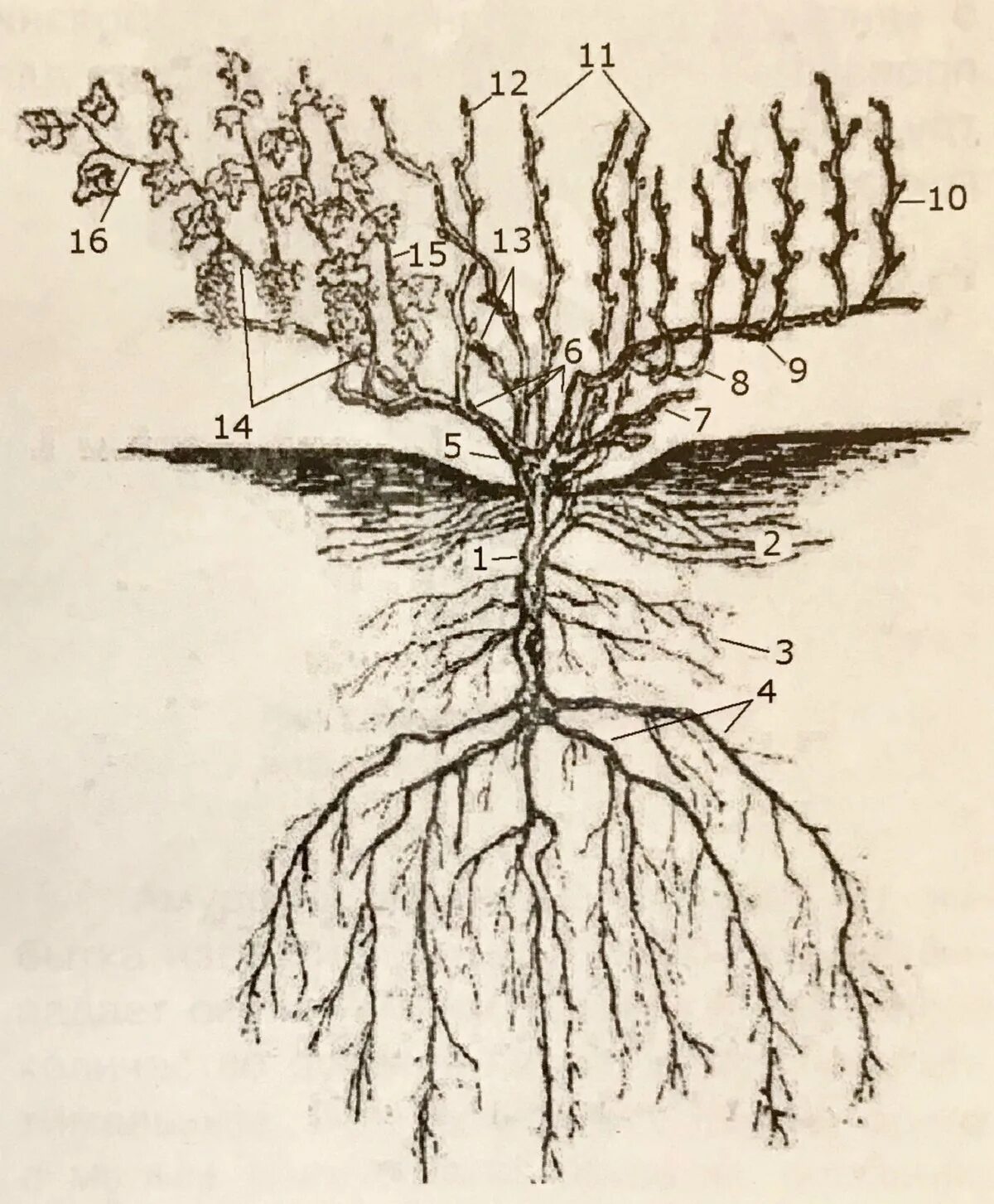 Корневая система винограда. Строение куста винограда. Строение лозы виноградного куста. Строение виноградного куста схема. Строение виноградного куста.