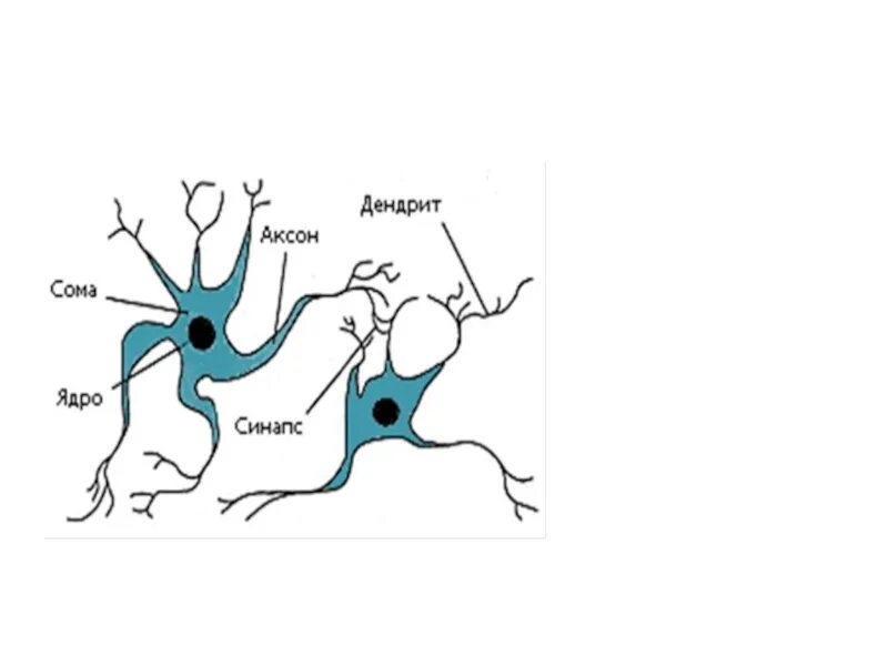 Аксон рефлекс. Аксон дендрит синапс. Нейрон Аксон дендрит. Нейроны аксоны дендриты. Схема нейронов и синапсов.