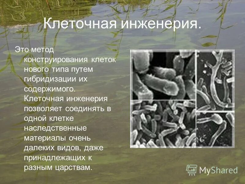 Инженерия микроорганизмов. Клеточная инженерия микроорганизмов. клеточная инженерия микроорганизмов примеры. клеточная инженерия позволяет. примеры клеточной инженерии в селекции микроорганизмов.