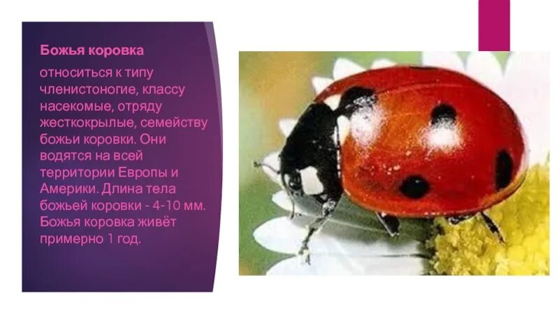 К жукам относится божья коровка. Божья коровка отряда жесткокрылых. божья коровка относится к отряду жесткокрылых типа членистоногие. божья коровка тип,класс,отряд. божья коровка относится к насекомым.