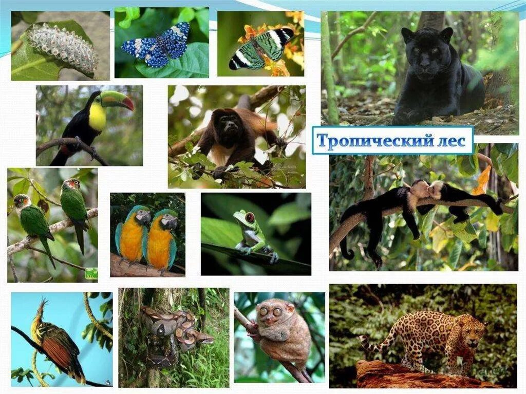 Видовое разнообразие животных леса. Влажные тропические леса растения и животные. "Тропические леса. Растения и животные тропических лесов". Тропический лес животные. Растения в тропических лесах.