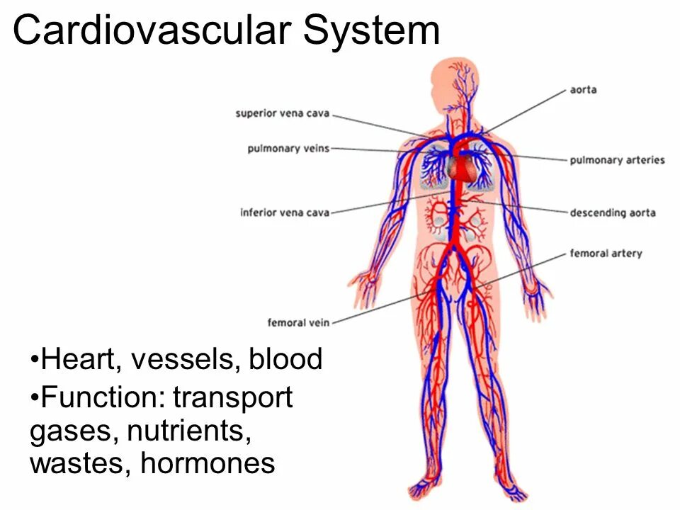 Circulatory system