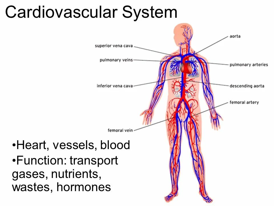 Cardiovascular system. Кровеносная система человека на английском. Сердечно-сосудистая система человека. Сердечно-сосудистая система на английском. Сердечно-сосудистая система человека анатомия.