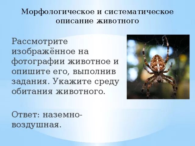 Укажите среду обитания животного ВПР. Систематическое расположение паука. Рассмотрите изображённое на фотографии животное и опишите его. Морфологическое и систематическое описание животного.