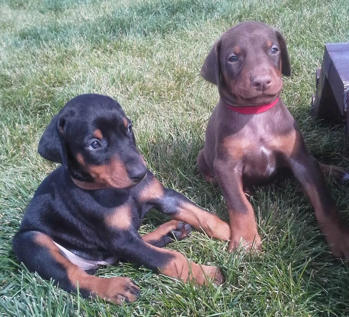 Кличка для добермана девочки. Доберман. Кличка для добермана девочки. Собаки доберман дворовые. Имя для собаки мальчика добермана.