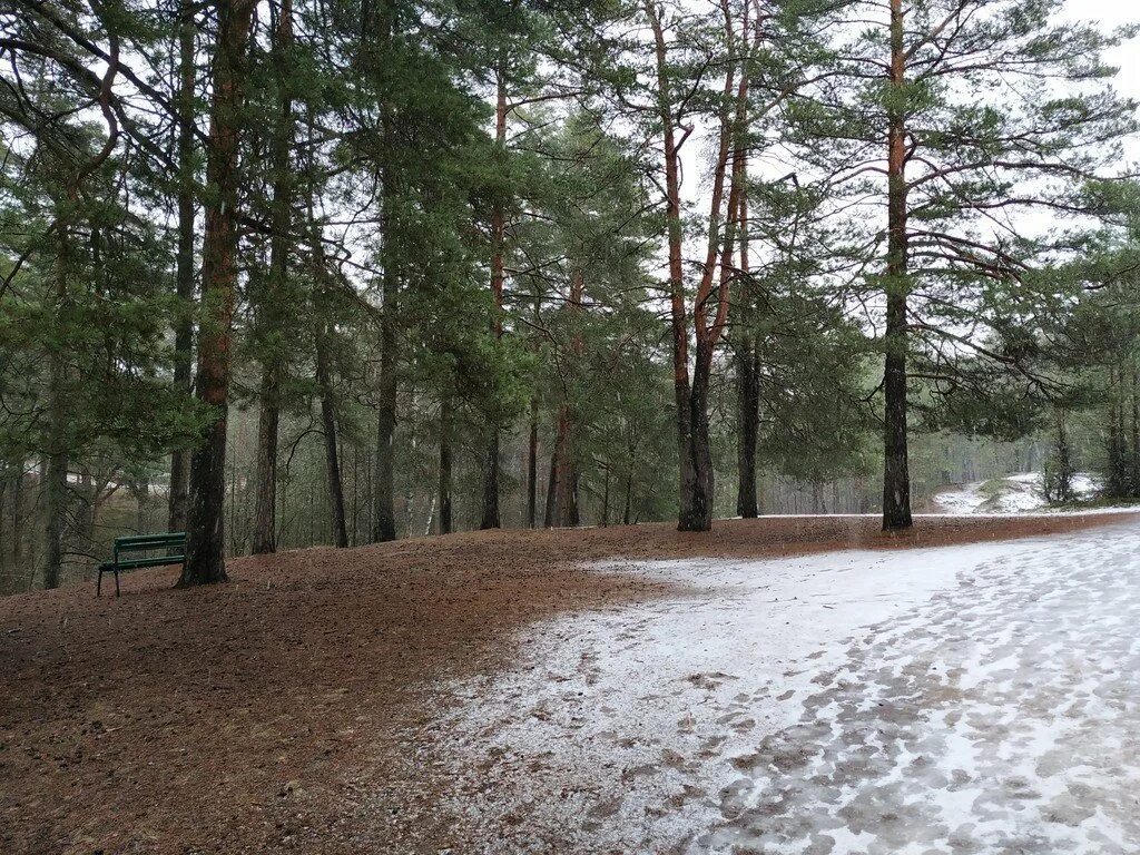 Сестрорецкий курорт где. Парк терренкур Сестрорецк. Сестрорецкий курорт Сестрорецк. Сестрорецк пляж Сестрорецкий курорт. Сестрорецкий курорт Сосновый лесопарк.