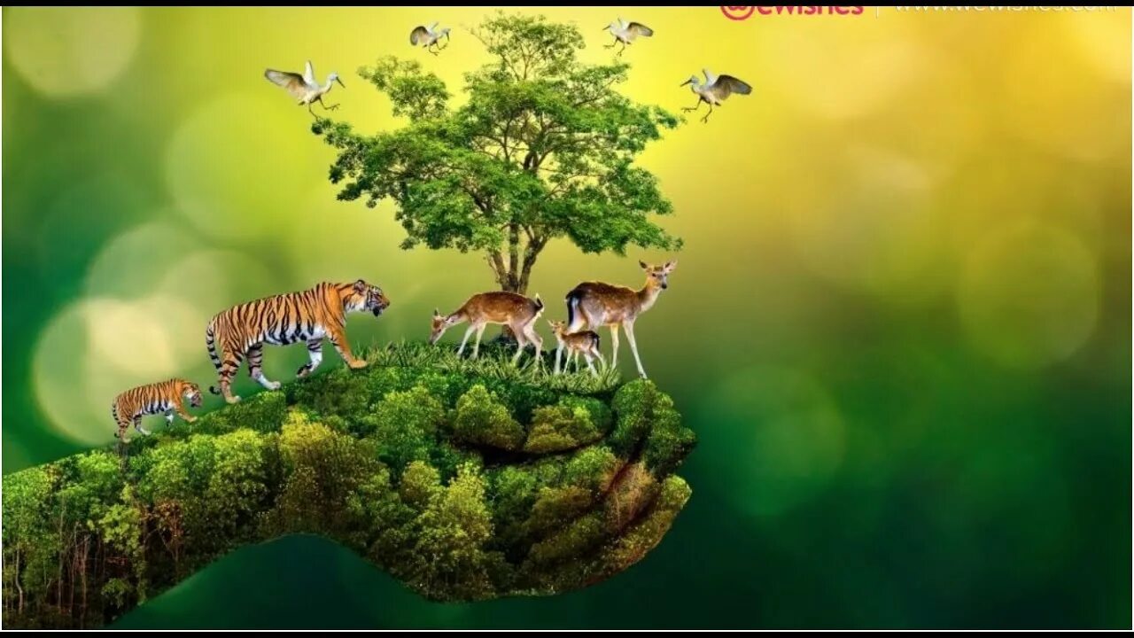 Вымирание дикой природы. Много животных и растений. Много зверей. Animal world nature. Wildlife conservation.