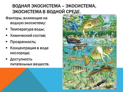 Экологическая система моря