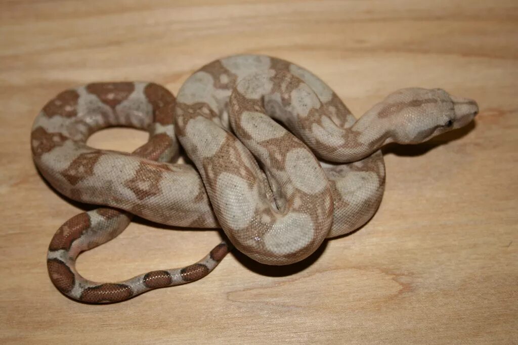 Boa Constrictor Imperator. Императорский удав. Удав обыкновенный Императорский.