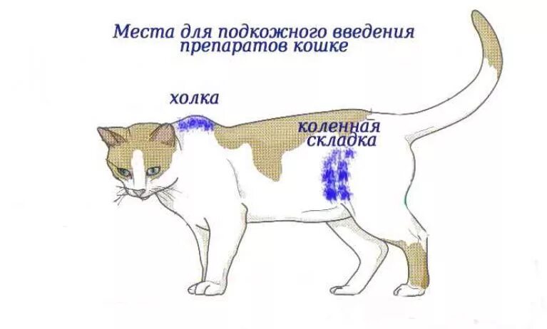 Холка у кошки где фото. Укол кошке внутримышечно схема. Укол кошке внутримышечно в бедро. Подкожный укол кошке схема. Внутримышечный укол коту схема.