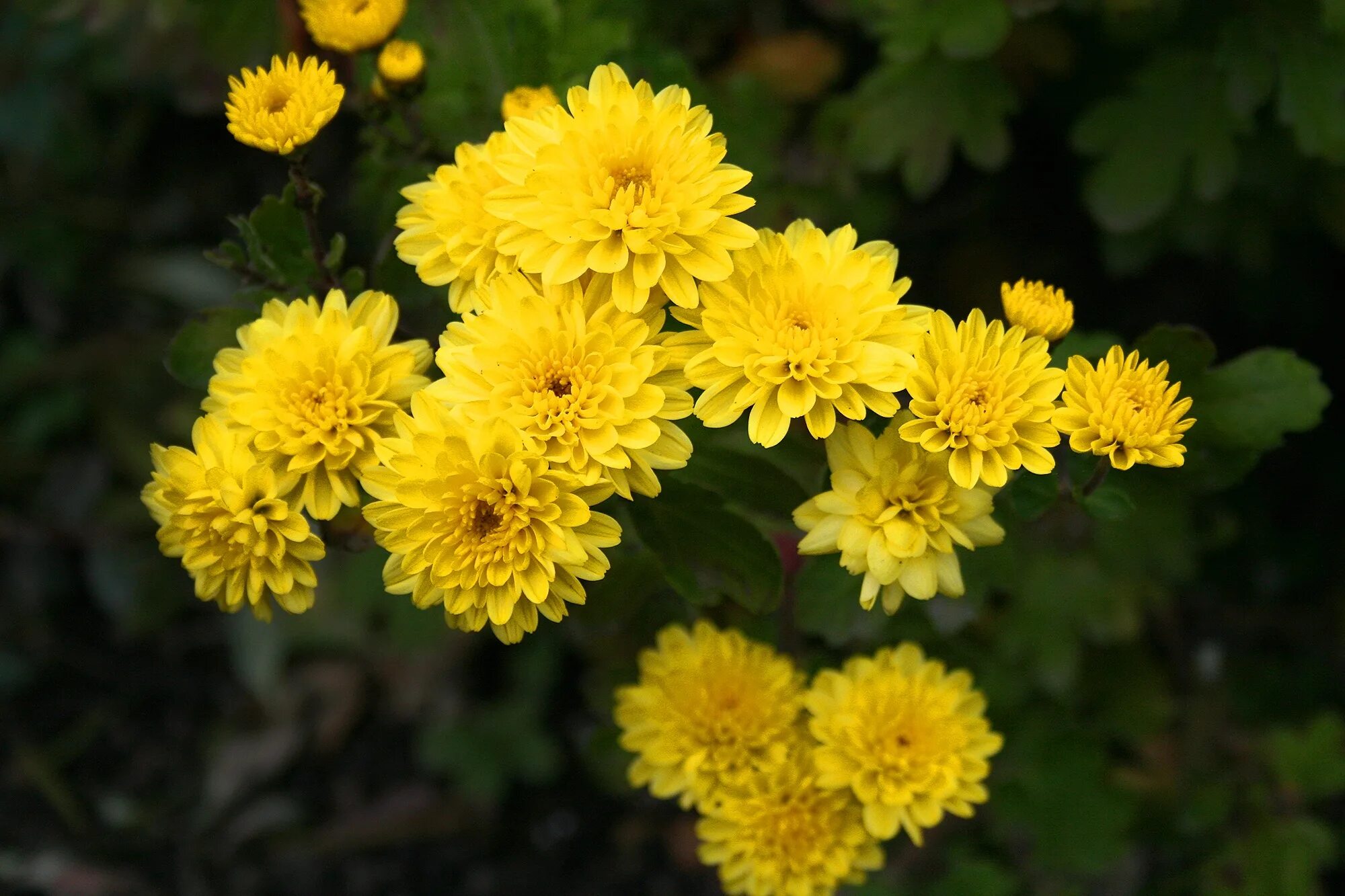 Хризантема еллоу. Хризантема корейская pompon Yellow. Хризантема Копикет Еллоу. Хризантема Аламос Еллоу. Корейская Хризантема золотой шар.