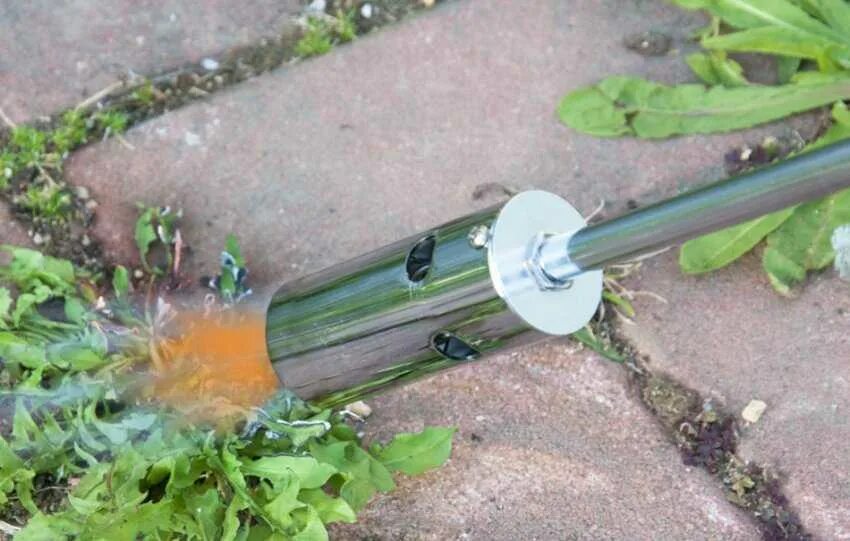Борьба с одуванчиками на газоне