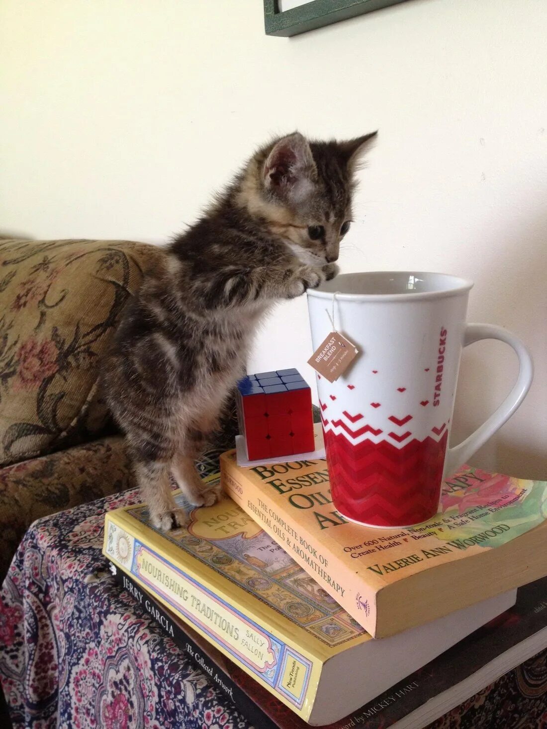 Кот с чашкой чая. Кошка чай. Уютный котик. Кот и кофе. Уютное зимнее утро с котиком.