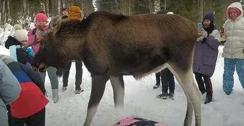 Лось нападает