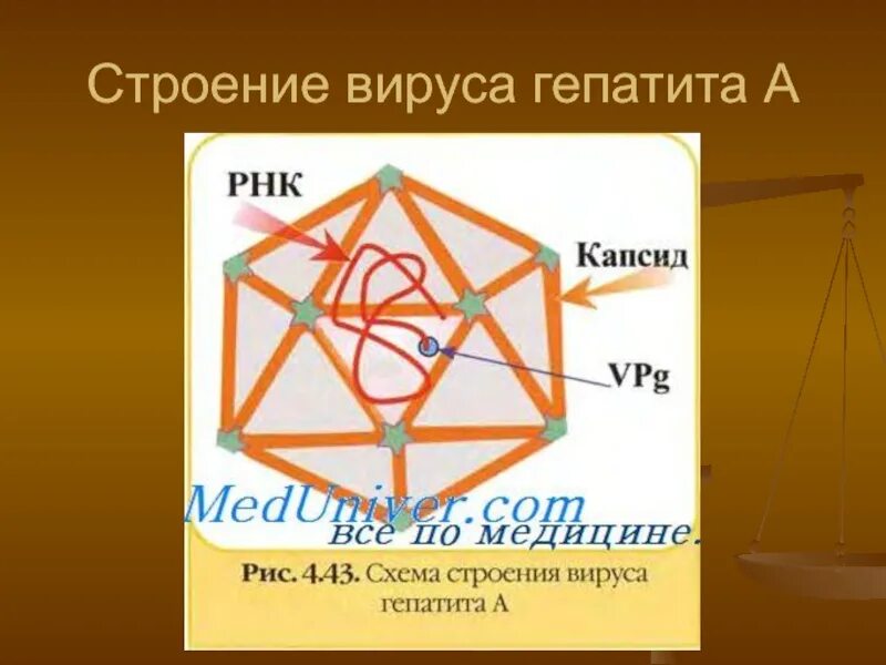 Антигенная структура вируса гепатита в. Структура вируса гепатита а. Структура вируса гепатита а. Вирус гепатита b схема строения. Вирус гепатита а схема.
