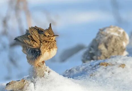 Зимний жаворонок