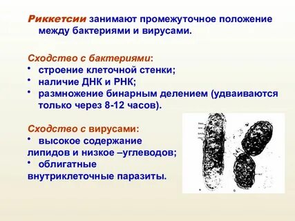 Сходство бактерии