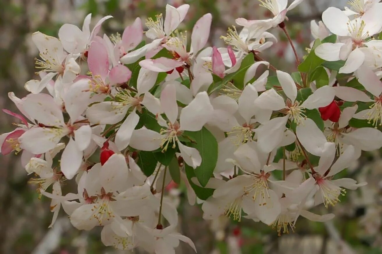 Яблоня малус. Яблоня обильноцветущая Malus floribunda. Яблоня малус флорибунда. Яблоня Кокцинелла. Яблоня флорибунда