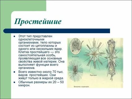 Почему клетка простейших является