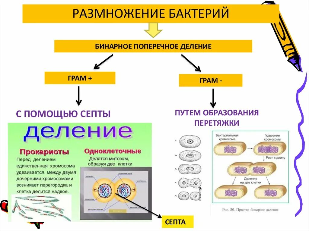 Размножение бактерий примеры. Типы размножения бактериальной клетки. Способы деления клетки бактерий. Бинарное деление бактерий схема. Размножение клеток, способы размножение клеток.