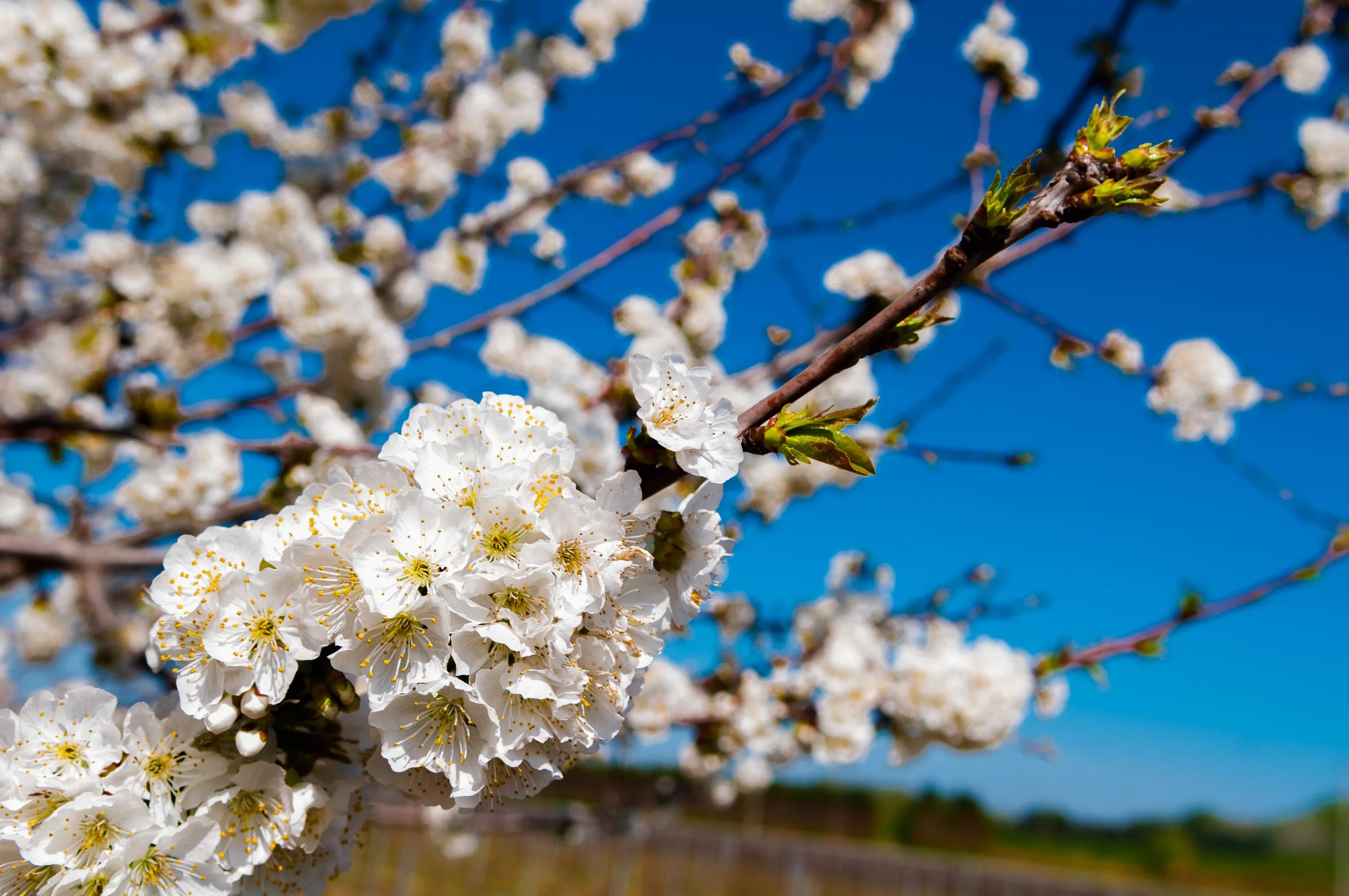 Светлый май песня. Цветение вишни. Дерево цветущее белыми цветами весной. Дерево с белыми цветами весной.