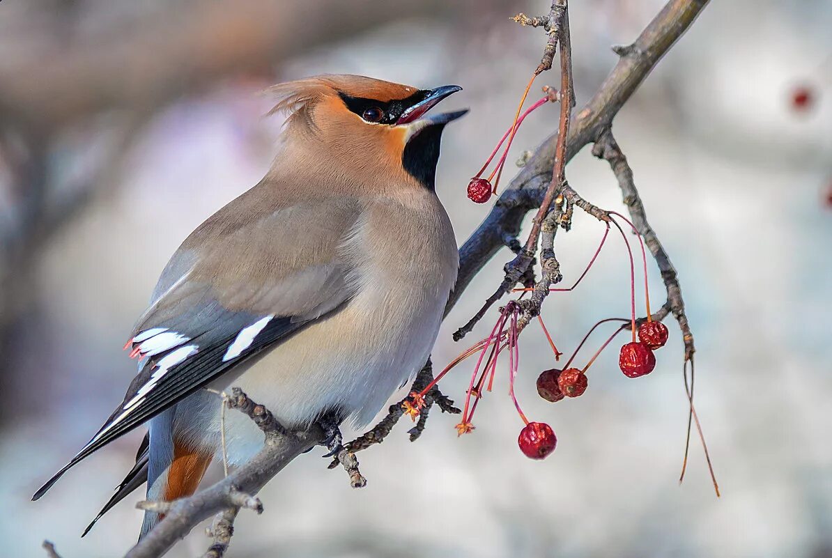 свиристель птица пение. ареал свиристели. свиристель птица пение. свиристель зимующая птица. голубые свиристели.