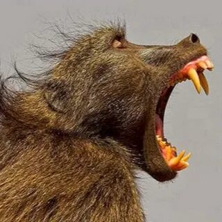 Scary baboon