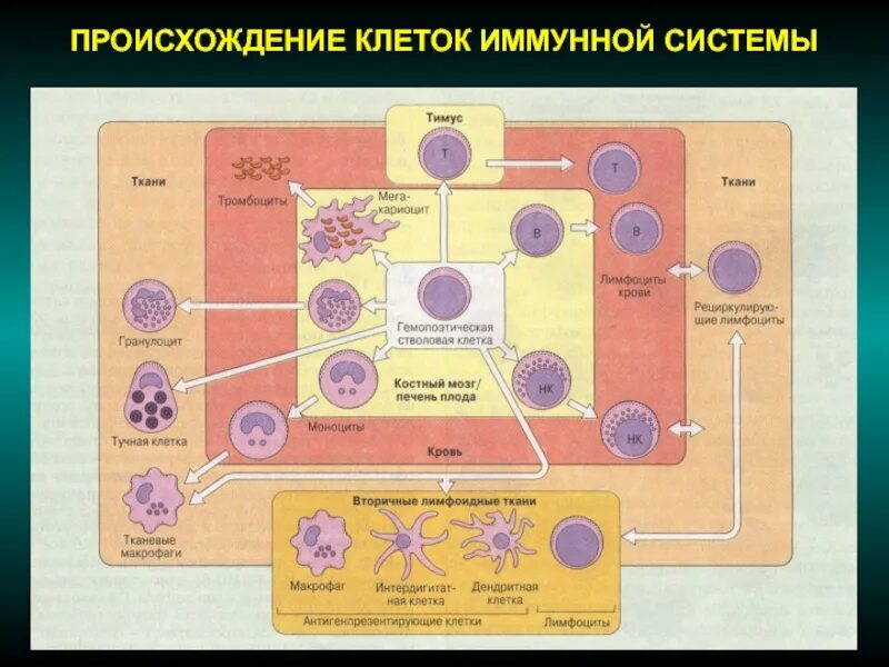 Основные клетки иммунной системы. Схема развития иммунной системы. Клетки иммунной системы схема. Клеточные компоненты врожденной иммунной системы. Схема происхождения клеток иммунной системы.