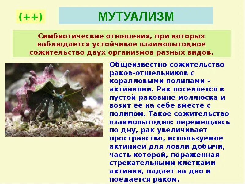Примерами мутуализма являются. Мутуализм. взаимовыгодное сожительство организмов. мутуализм примеры. примеры мутуализма в биологии.