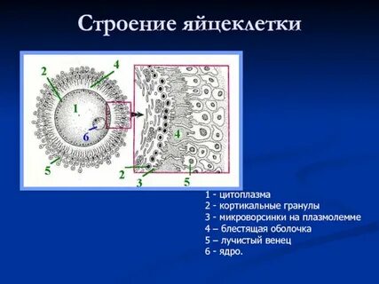 Яйцеклетка покрыта оболочкой