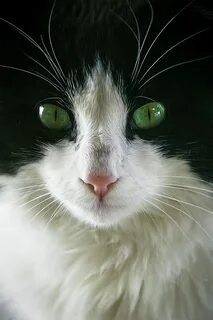 Черно белый кот с зелеными глазами