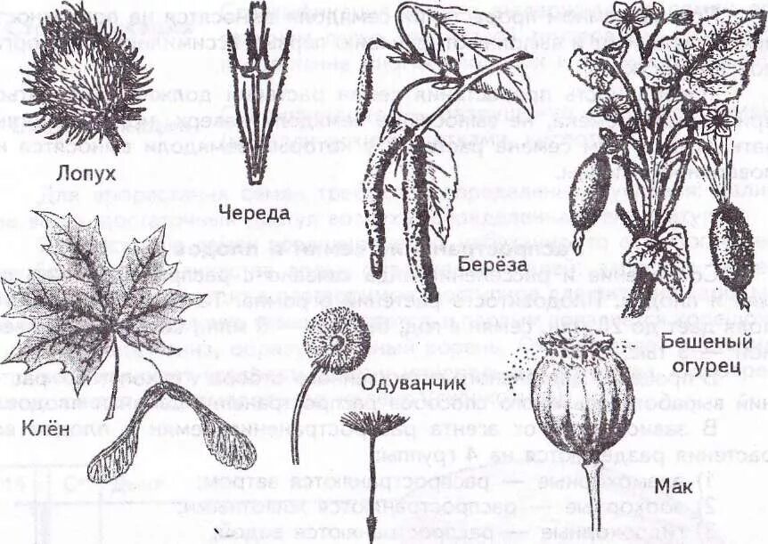 Размножение семян ветром. Приспособленность растений к распространению плодов и семян. Строение плодов лопуха. Строение плодов рябейника. Приспособленность плодов и семян к распространению.