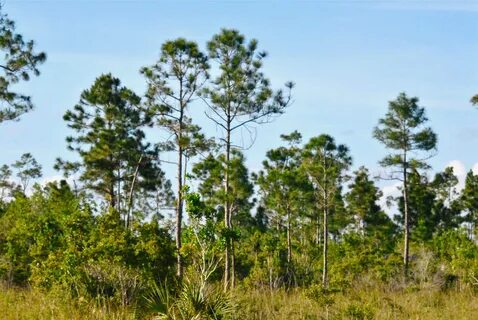Pinaceae - Pine Family.