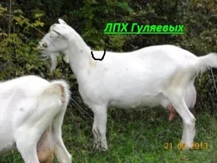 Где пасти коз