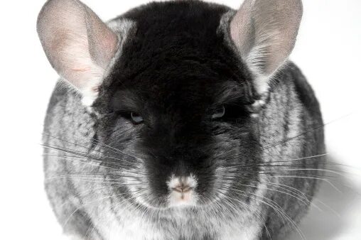 Pin by Daniela Zomosa on Animales Chinchilla, Funny animals, Animals