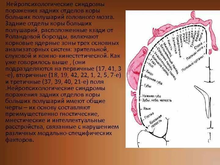 Нарушение коры полушарий. Синдромы поражения коры больших полушарий. Нейропсихологические синдромы. Синдромы поражения задних отделов коры больших полушарий. Синдромы поражения корковых отделов больших полушарий.