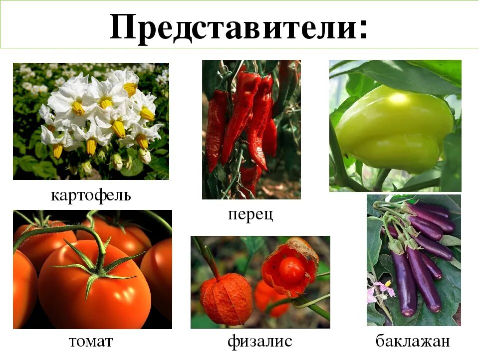 Пасленовые примеры названия. Овощные растения семейства пасленовых. семейство пасленовых(картофель, томат, баклажан). семейство пасленовые представители. сем пасленовые представители.