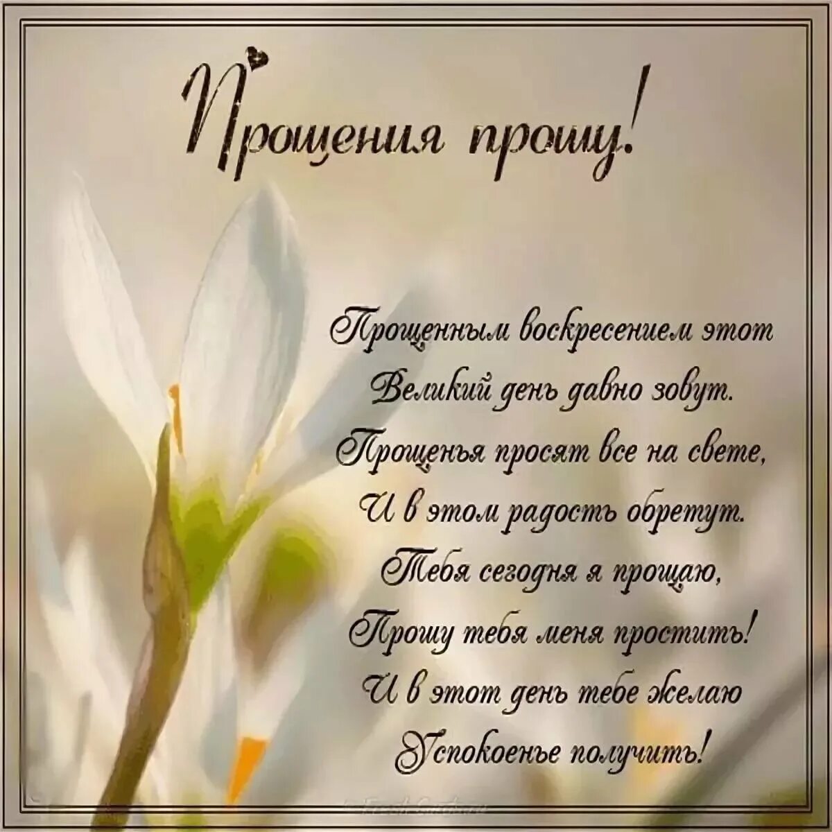 Проси пробачення