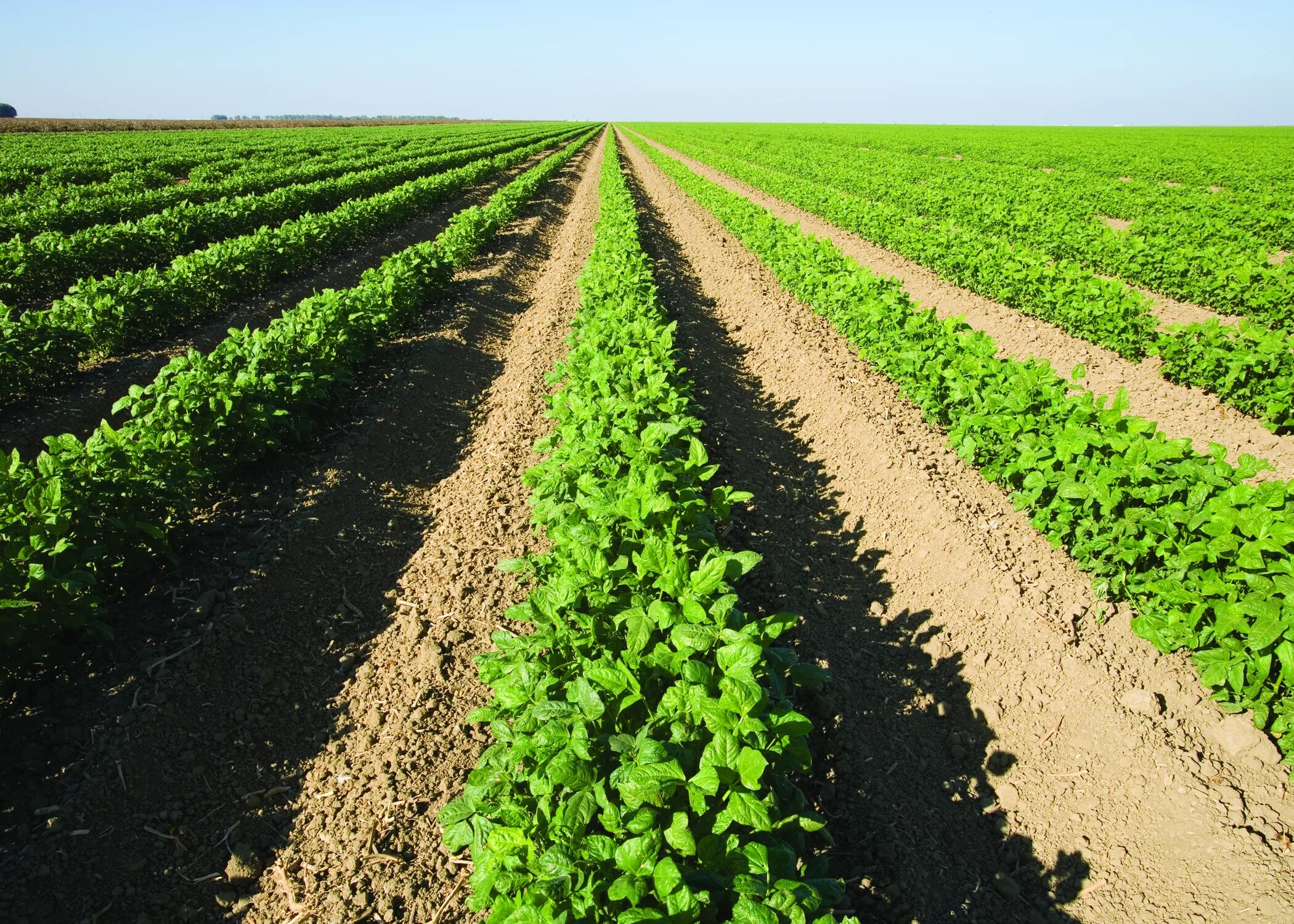 Row fields. Высокорослые сельхозкультуры. row crop. выращивание культур в сша. сельскохозяйственная сша на начальном этапе.