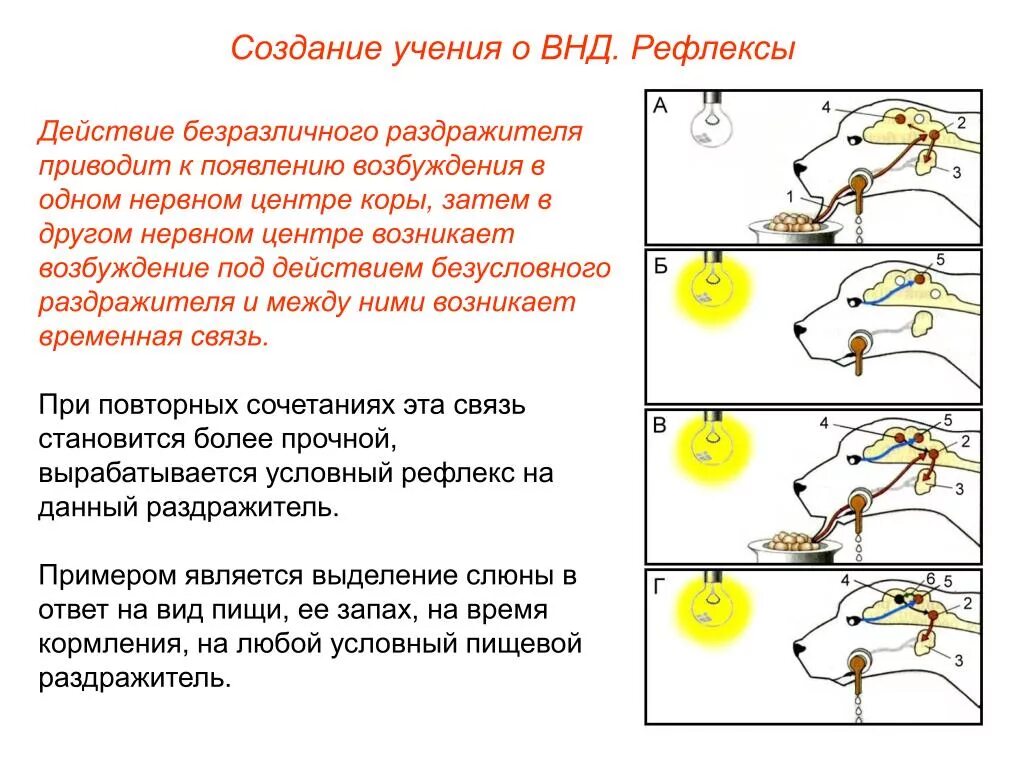 Общие рефлексы. Биология 8 класс Высшая нервная деятельность рефлексы. Рефлекс основа нервной деятельности 8 класс. Высшая нервная деятельность рефлексы схема. Высшая нервная деятельность условные и безусловные рефлексы.