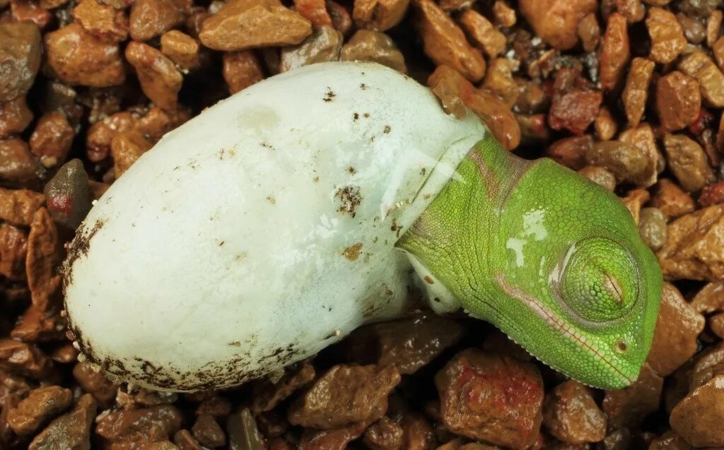 Джоди гассон вид снизу. Головастик это личинка лягушки. Форест пит випер змея. Личинки пресмыкающихся. Прыткая ящерица ест насекомых.