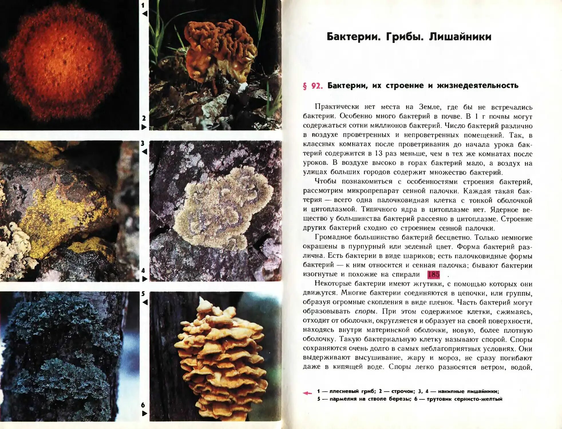 Бактерии грибы лишайники. Грибы и бактерии. Бактерии грибы лишайники таблица. Бактерии грибы лишайники сравнительная таблица. Грибы по сравнению с бактериями