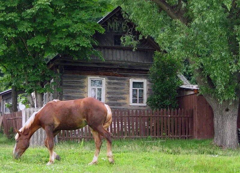 Село лошадка. Деревенские лошади. Конь в деревне. Лошадь в деревне летом. Окраина деревни.