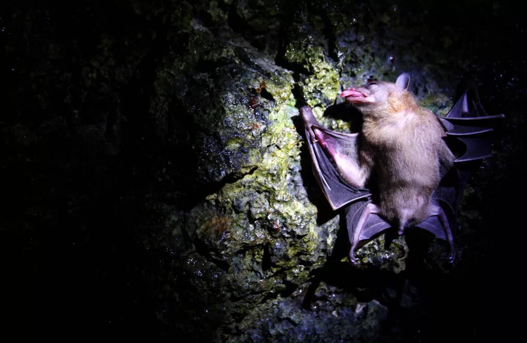 Мертвая летучая мышь. Уничтожение летучих мышей. Мертвая летучая мышь. Размножение рукокрылых. Летучие мыши в ярославской области.