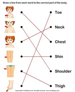 Match the parts of the body